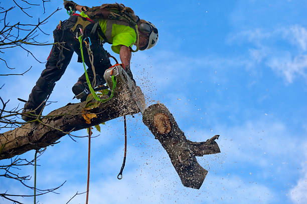 How Our Tree Care Process Works  in  North Manchester, IN